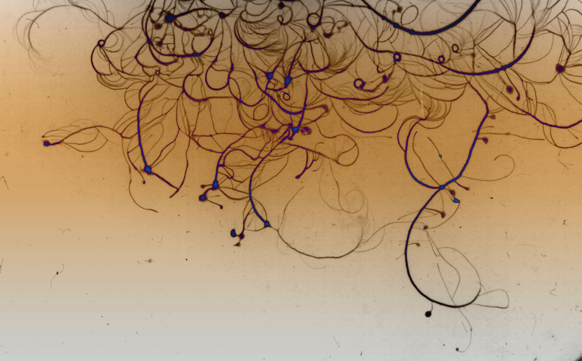 Key Questions asked by Cancer Researchers at 11/10 Physics of Cancer Metastasis Workshop